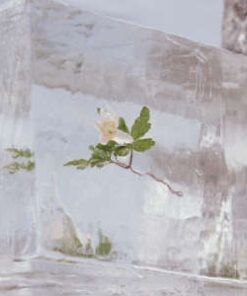 Efterklang: Windflowers (LP)